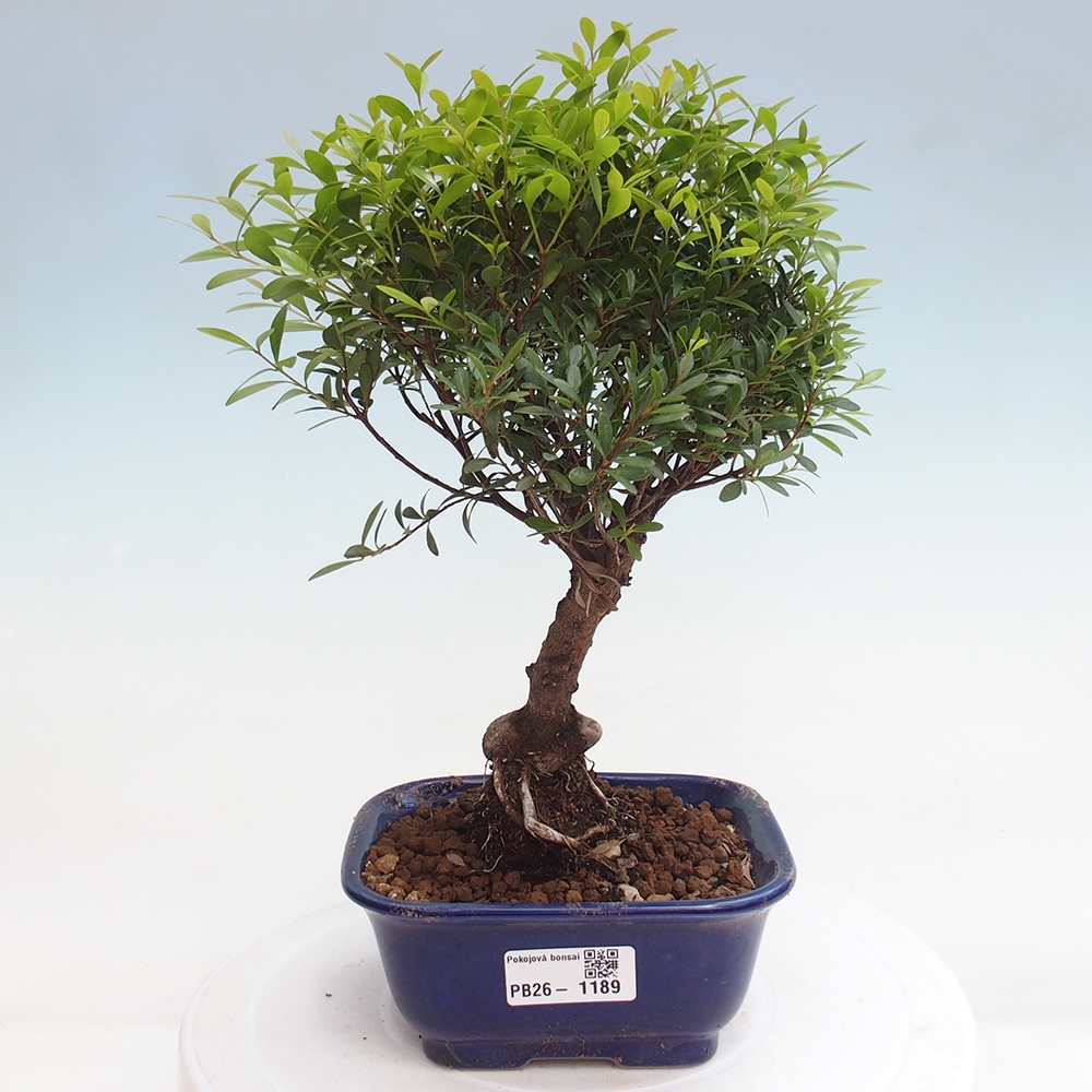 Room bonsai - Syzygium - Pimento