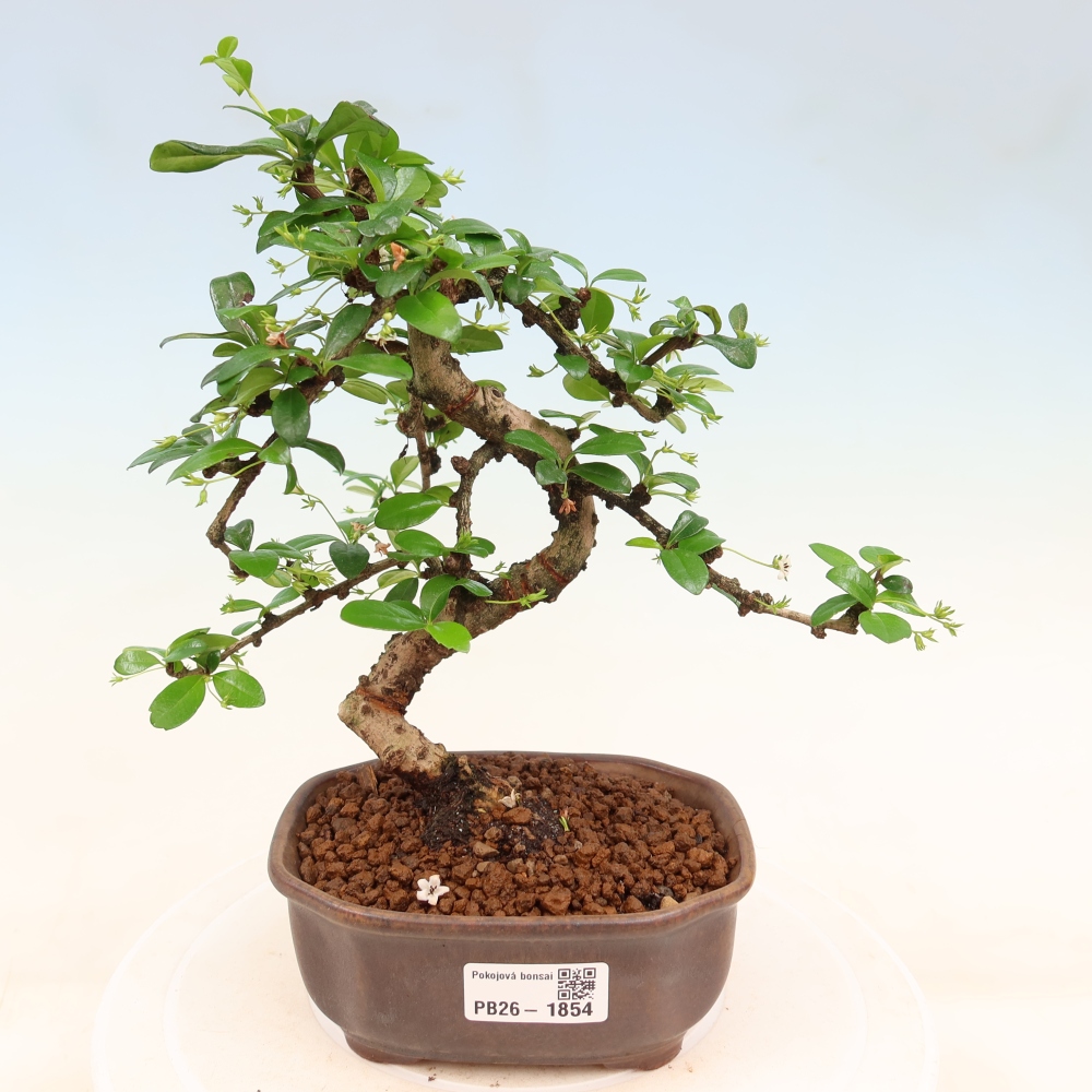 Room bonsai - Carmona macrophylla - Tea fuki