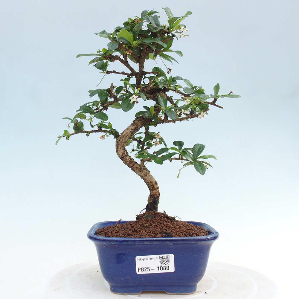 Indoor bonsai - Carmona macrophylla - Fuki tea