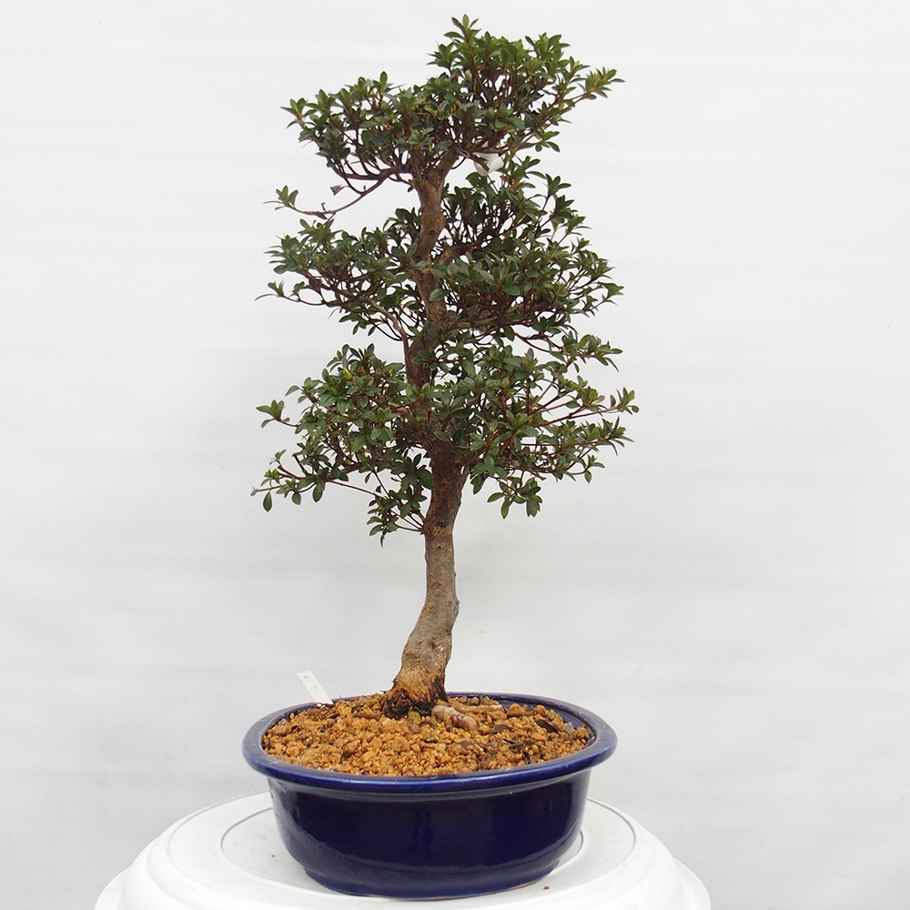 Outdoor bonsai - Japanese Azalea - Azalea Hanatsuzuri