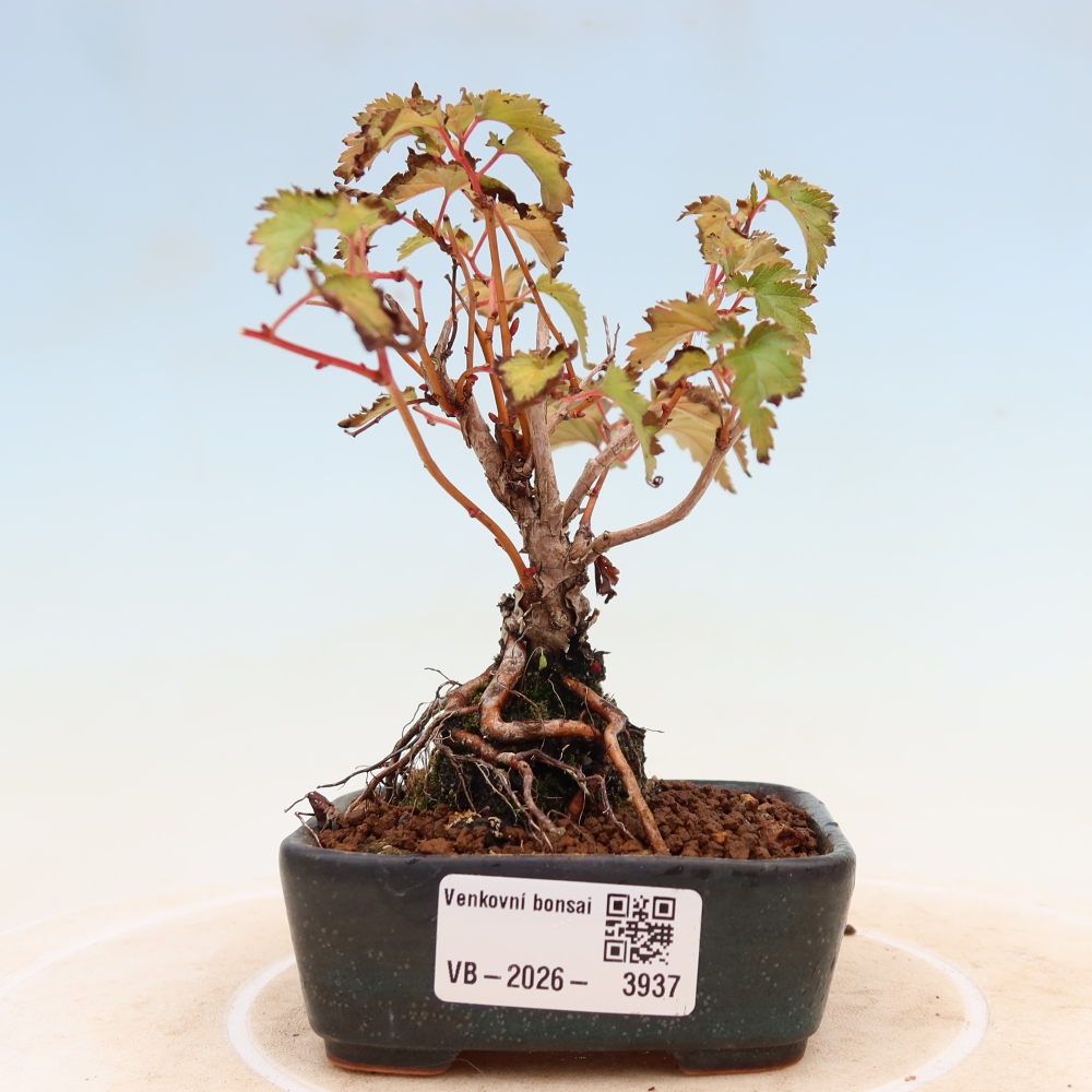 Outdoor Bonsai - Stephanandra incisa - Slender Stephanandra