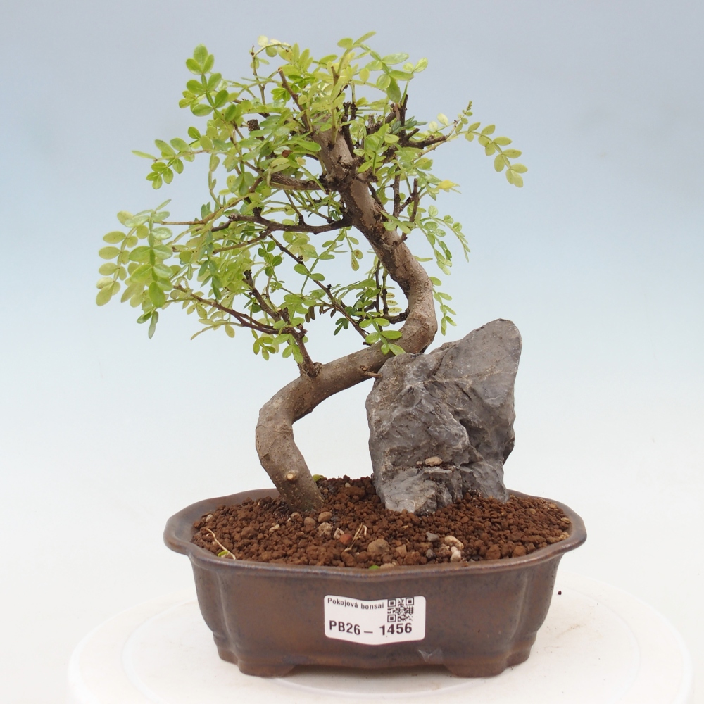 Room bonsai - Zantoxylum piperitum - pepper tree
