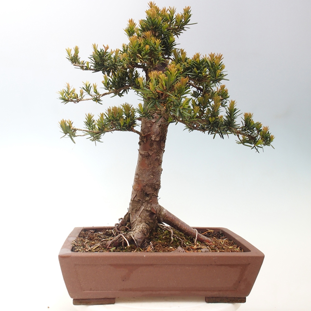 Outdoor bonsai - Taxus cuspidata - Japanese yew