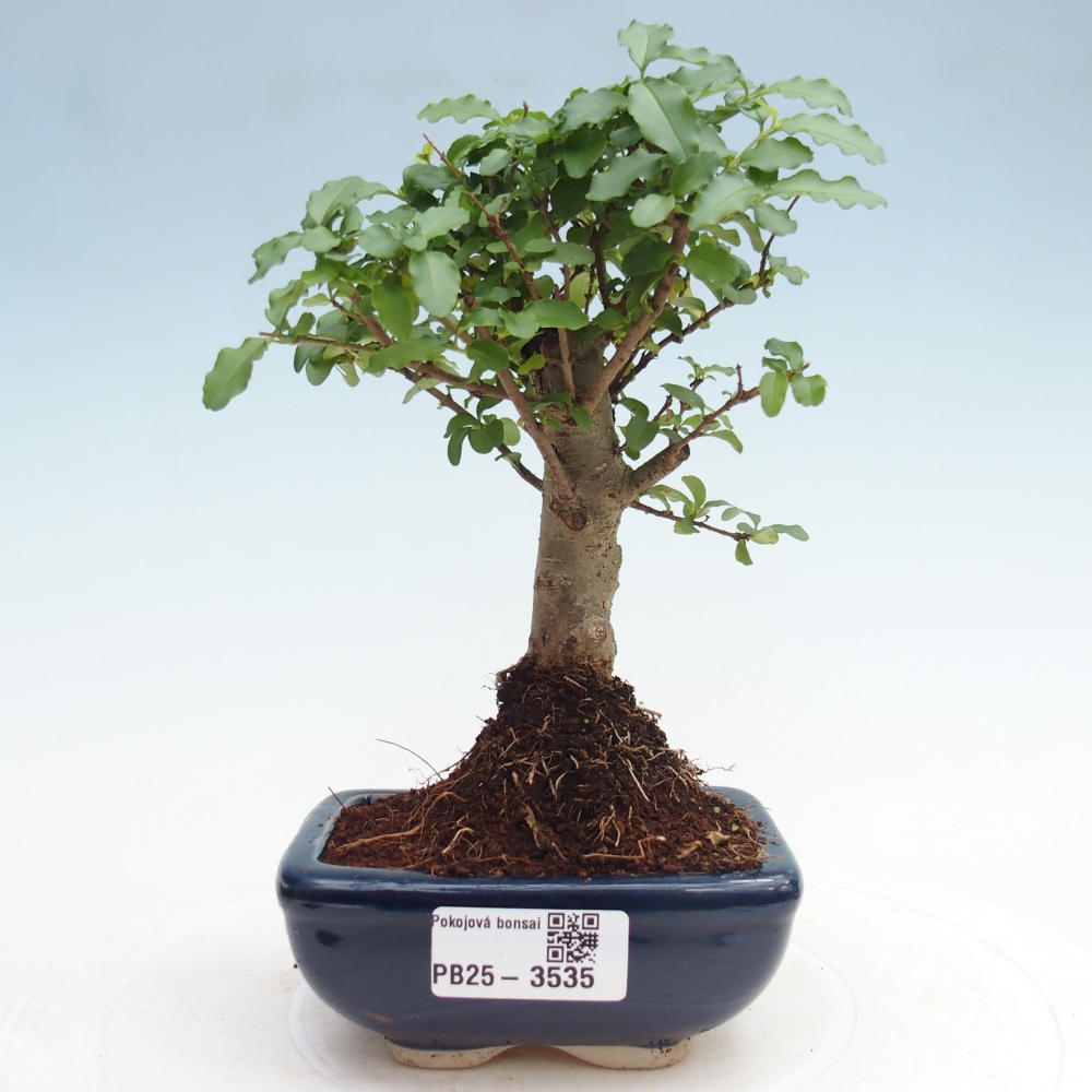 Room bonsai -Ligustrum chinensis - Birds Beak