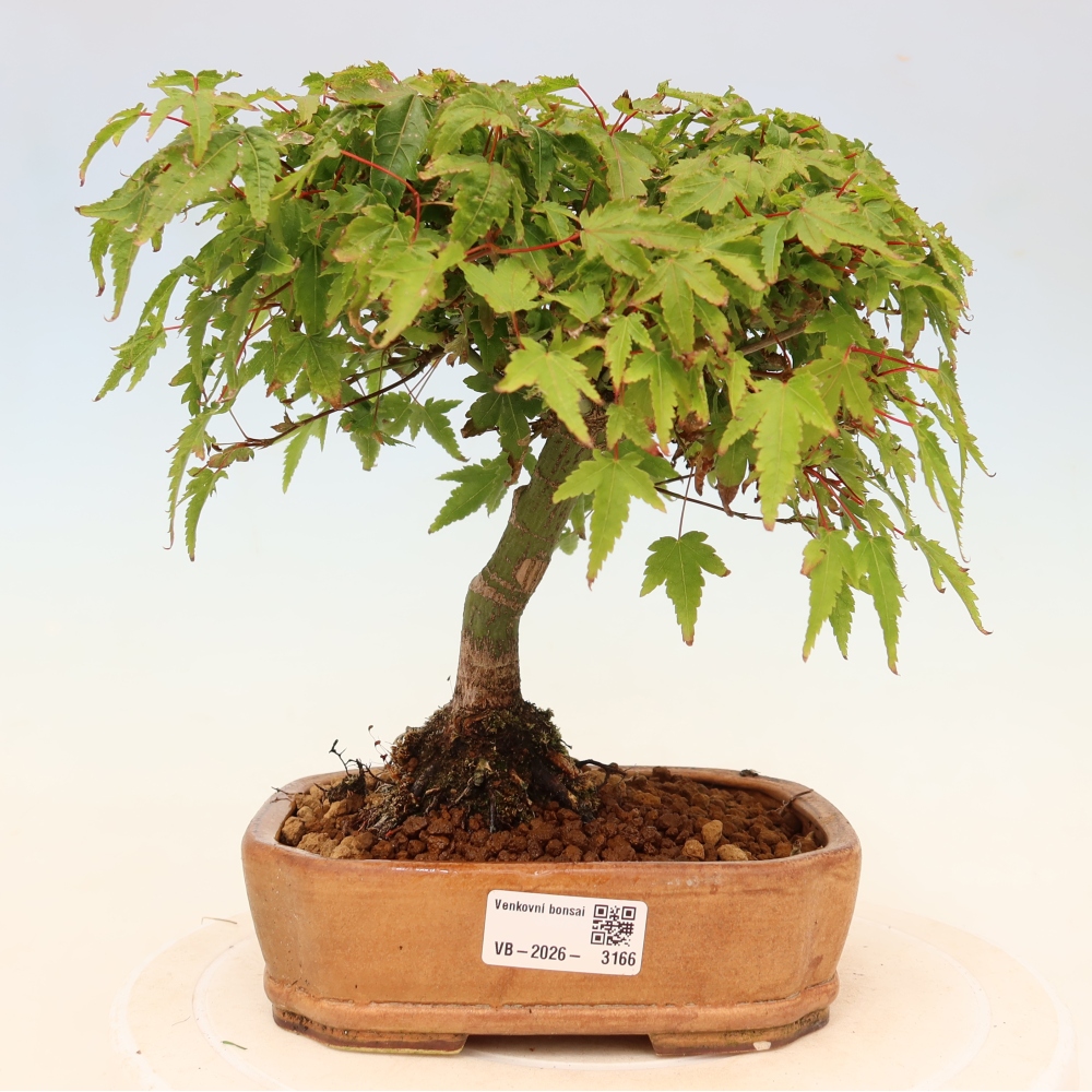 Acer palmatum KIOHIME - Palmetto maple