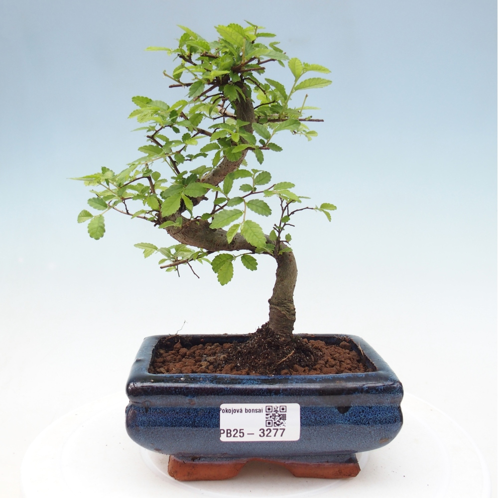 Room bonsai - Ulmus parvifolia - Small-leaved elm