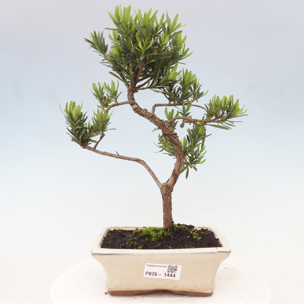 Room bonsai - Podocarpus - Stone Yew