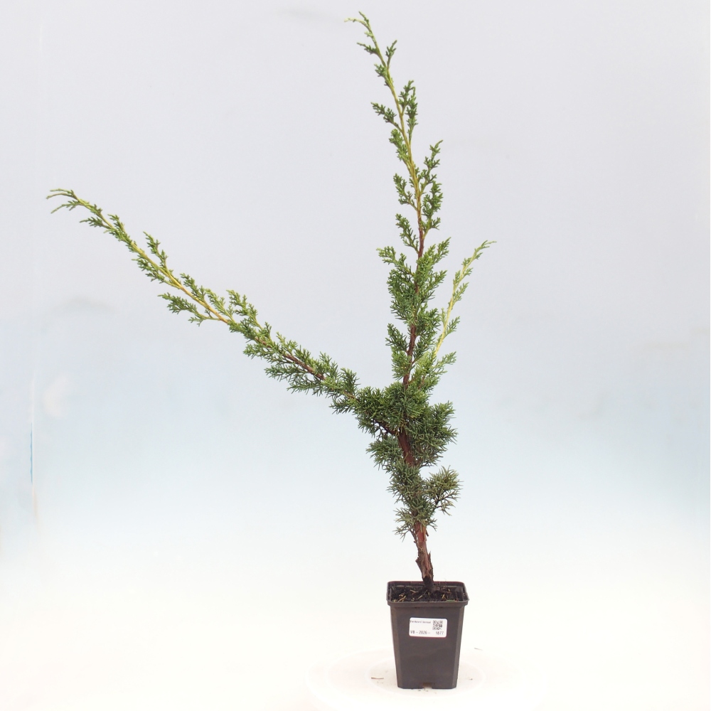 Outdoor bonsai - Juniperus chinensis Kishu