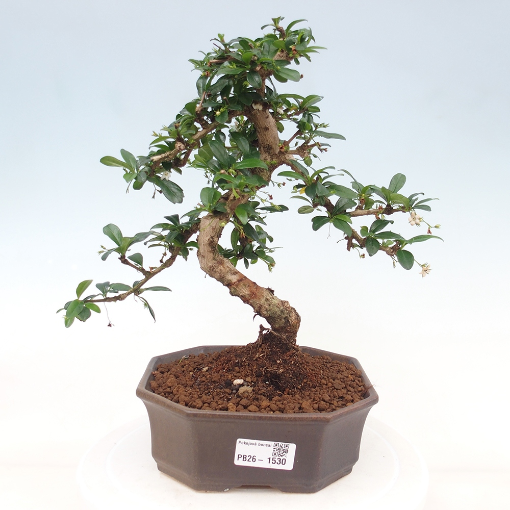 Room bonsai - Carmona macrophylla - Tea fuki