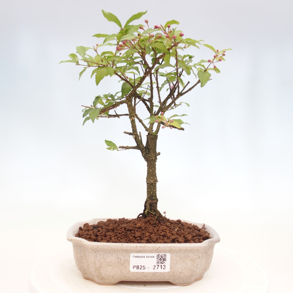 Room bonsai - Malpighia coccigera- Barbdorian cherry