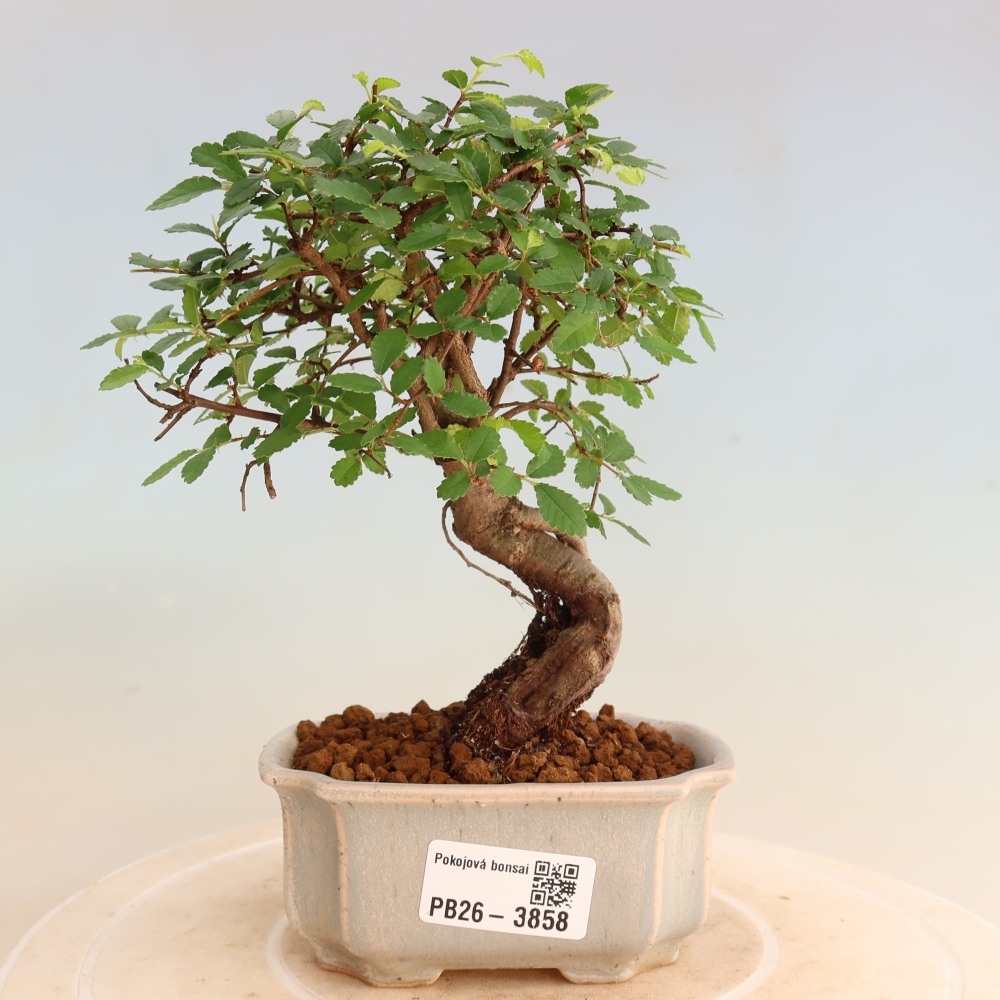 Room bonsai - Ulmus parvifolia - Small-leaved elm