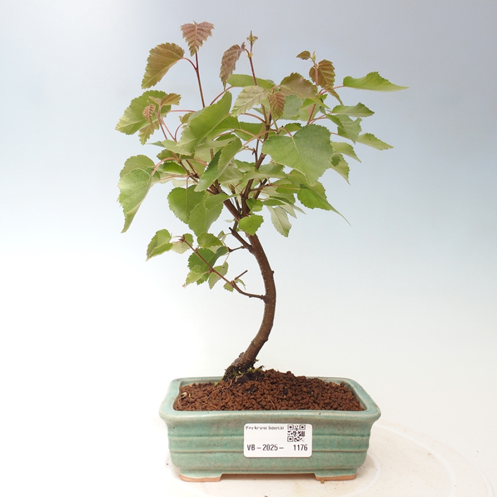 Outdoor bonsai - dwarf birch - Betula NANA Treasure