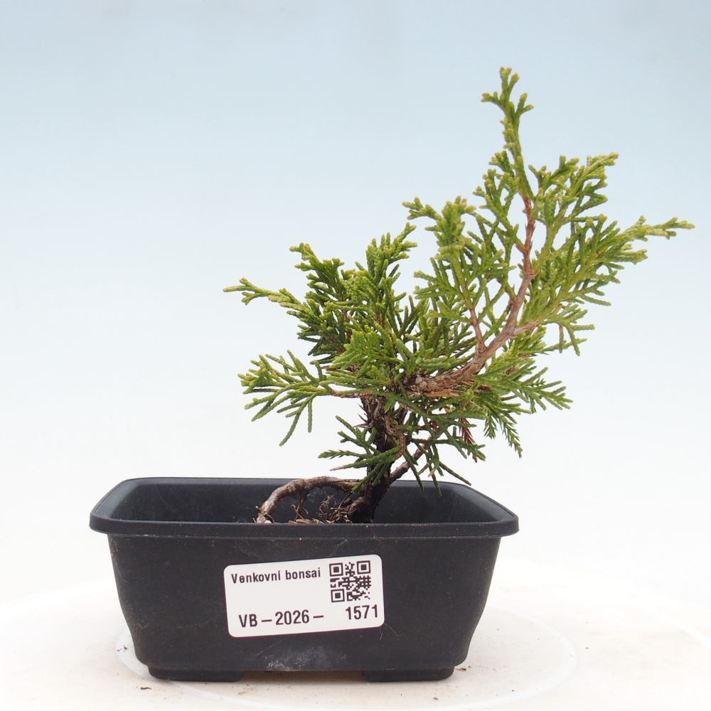 Outdoor bonsai - Juniperus chinensis Itoigawa