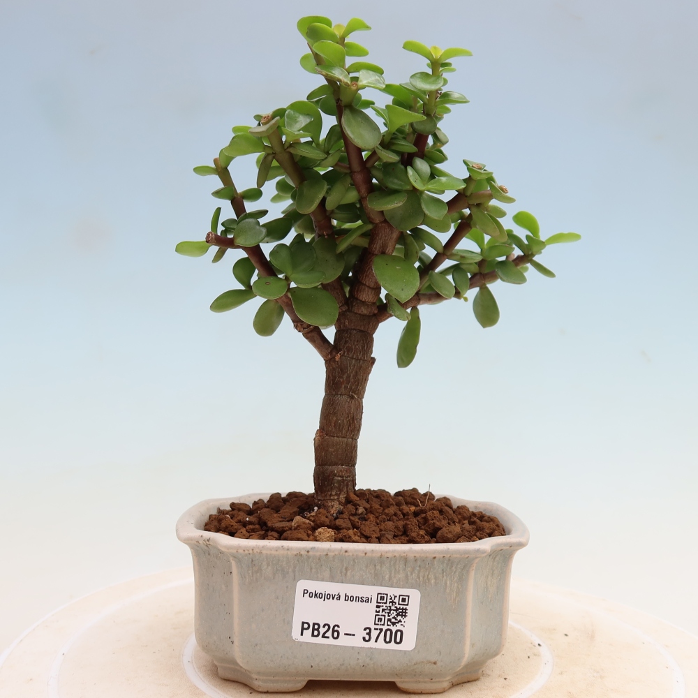 Room bonsai - Portulakaria Afra - Tlustice