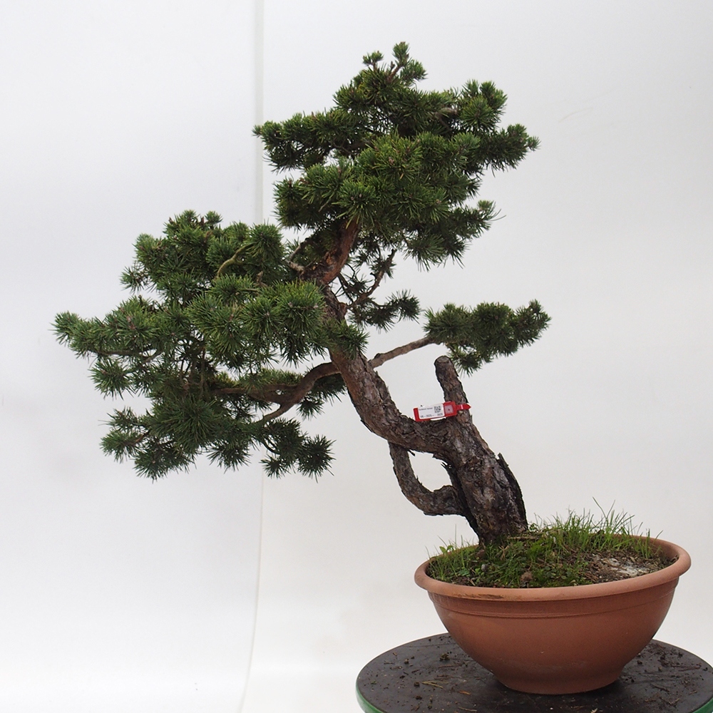 Yamadori - Pinus sylvestris Spain