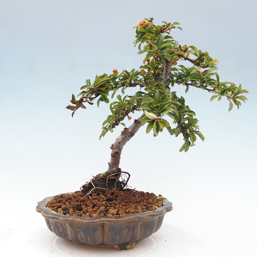 Outdoor Bonsai-Pyracanta Teton -Bakery