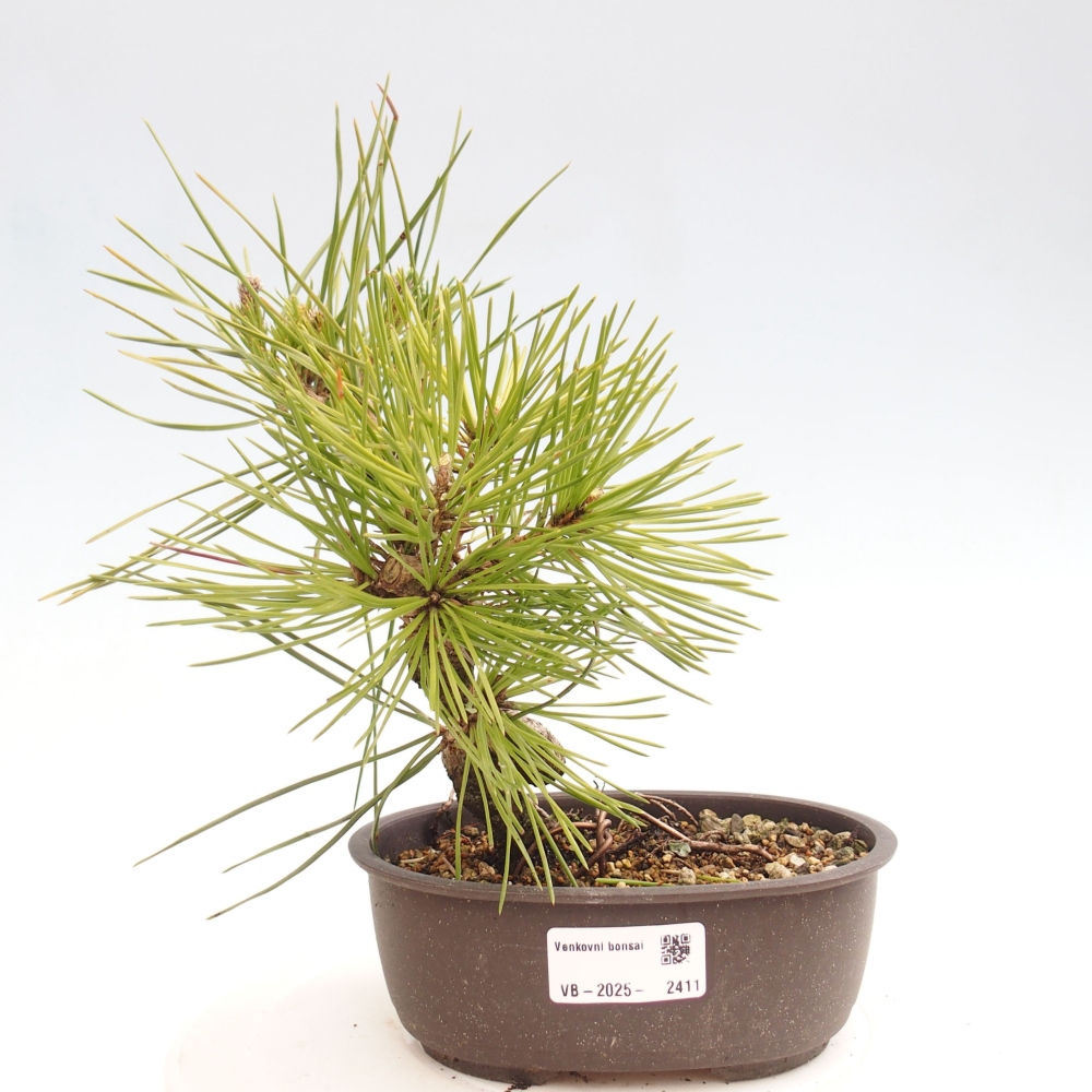 Outdoor bonsai - Pinus thunbergii - Thunbergia pine