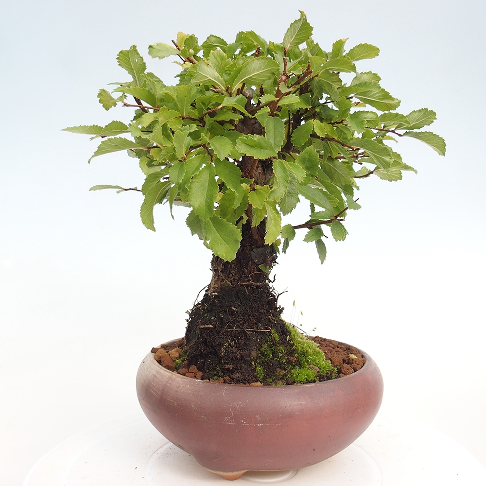 Outdoor bonsai - Zelkova - Zelkova NIRE