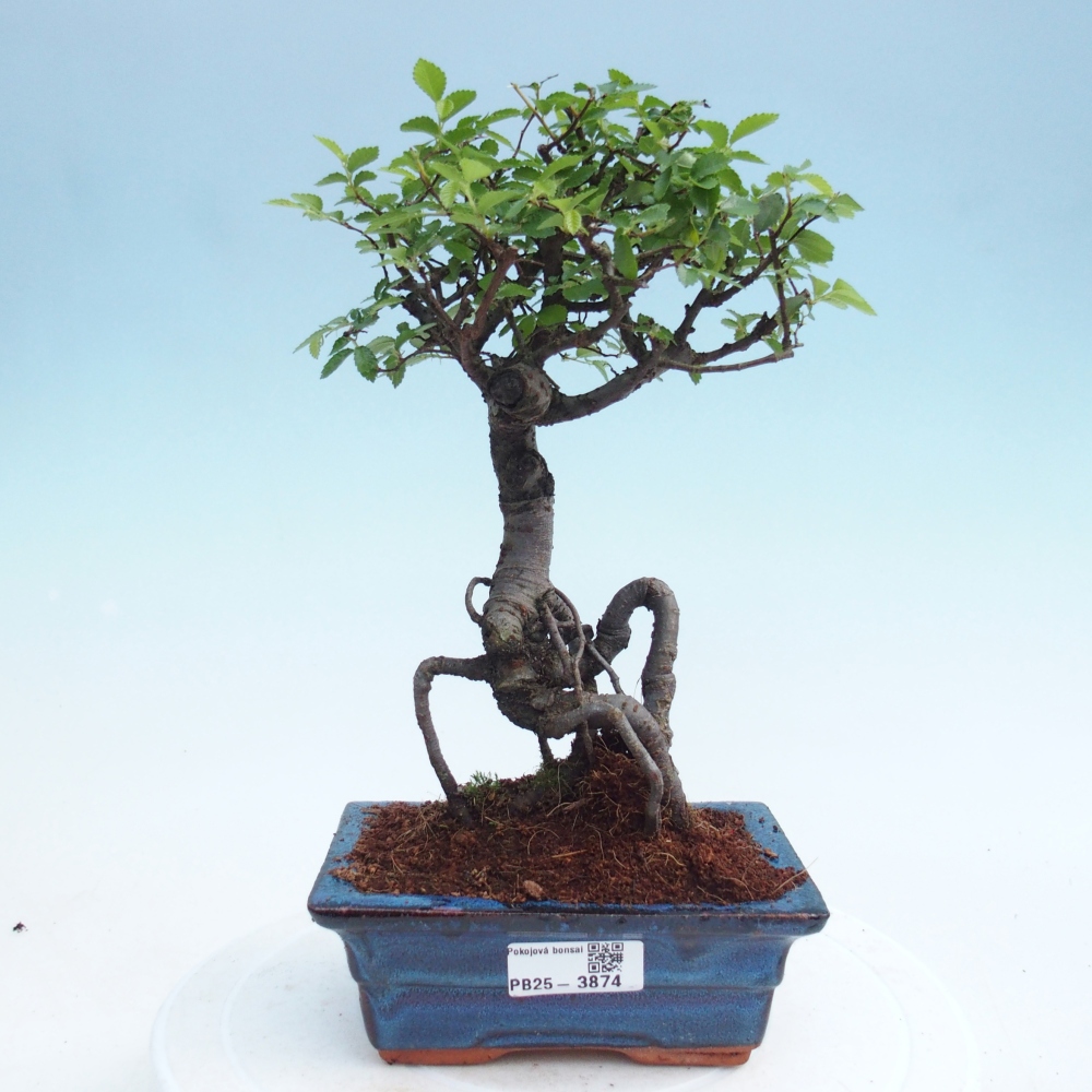 Room bonsai - Ulmus parvifolia - Small-leaved elm