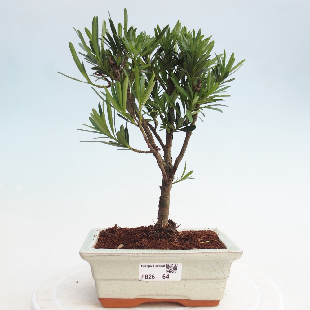 Room bonsai - Podocarpus - Stone Yew