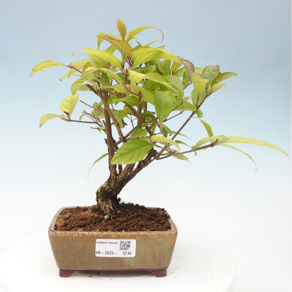 Outdoor bonsai - callicarpa jap Leucocarpa