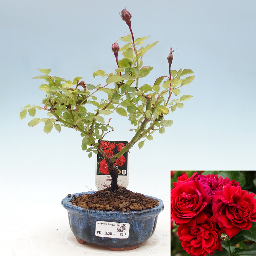 Outdoor bonsai - Rosa Kordes -  rose