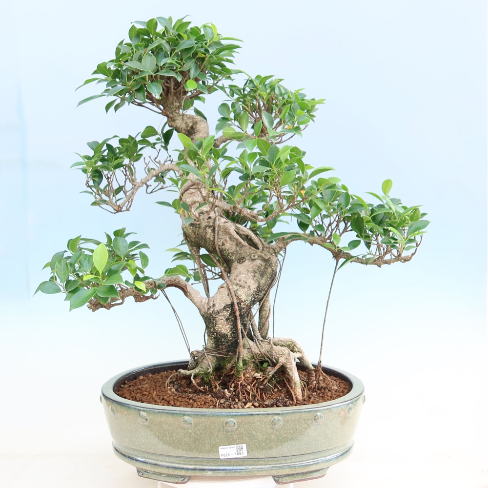 Room bonsai - Ficus kimmen - small-leaved ficus