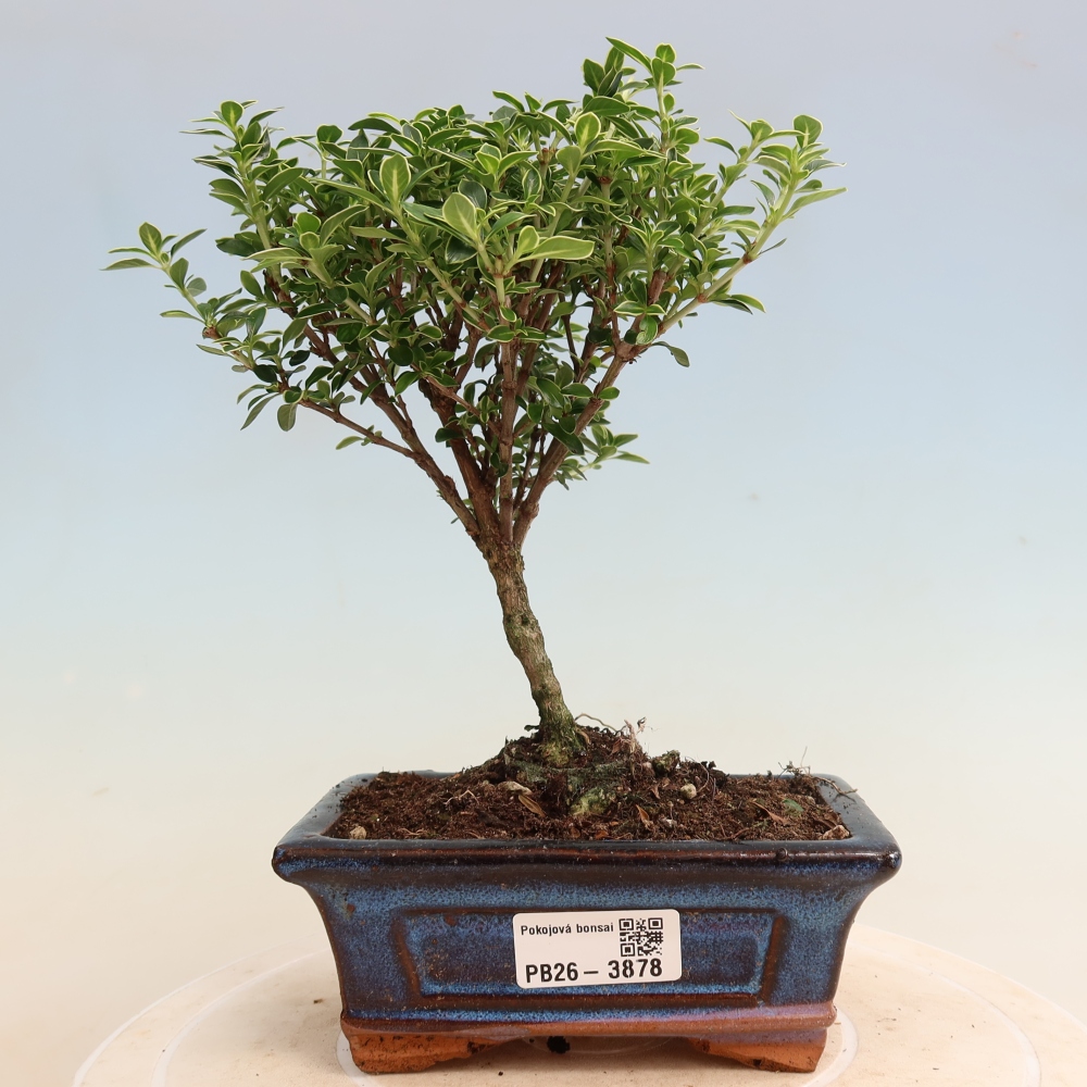Indoor Bonsai - Serissa foetida Variegata - Tree of a Thousand Stars
