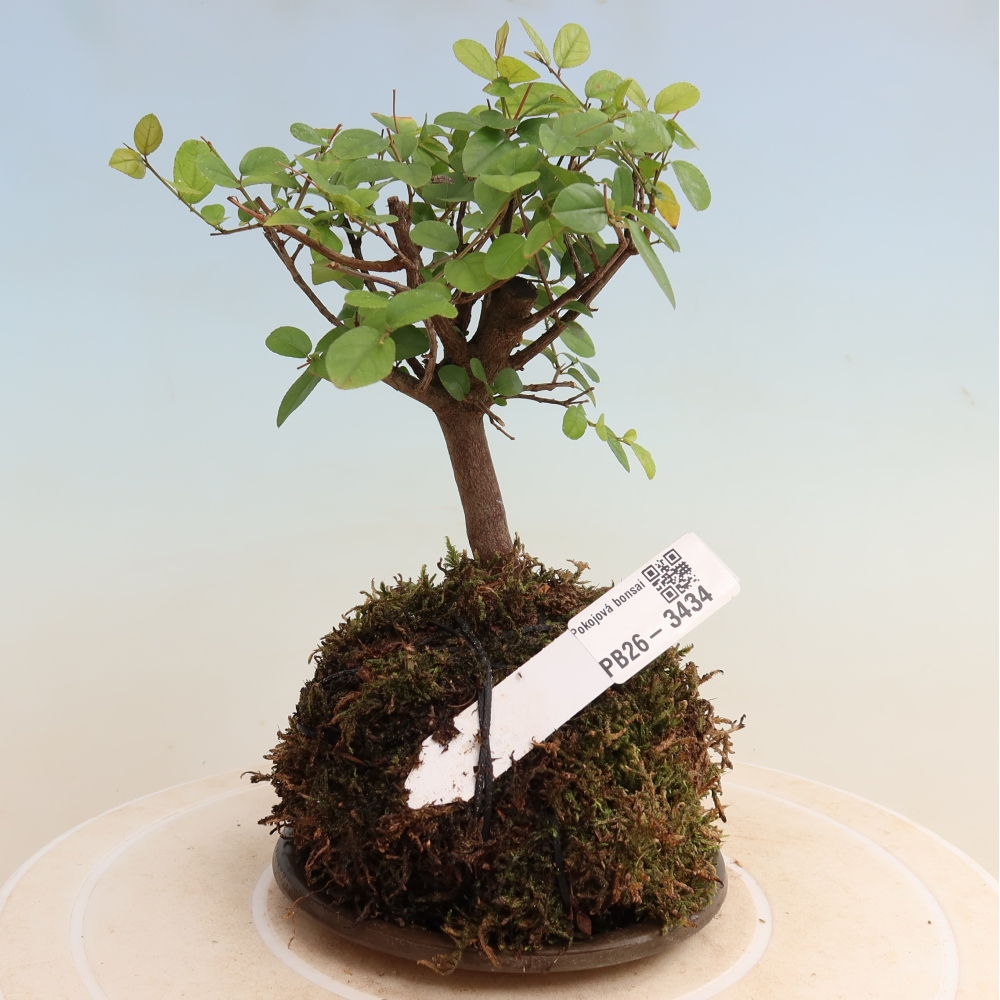 Kokedama with a saucer - Sageretia thea - Sageretia thea