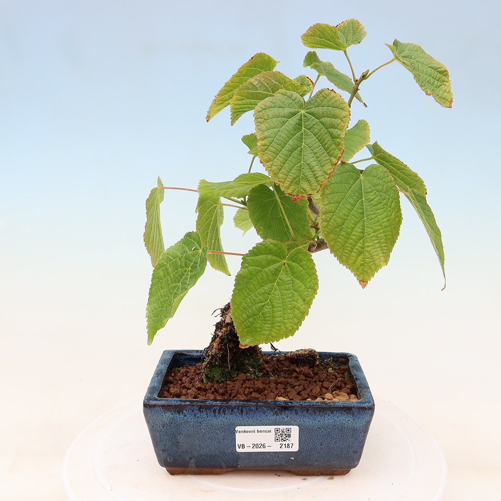 Outdoor Bonsai - Small-leaved Linden - Tilia cordata