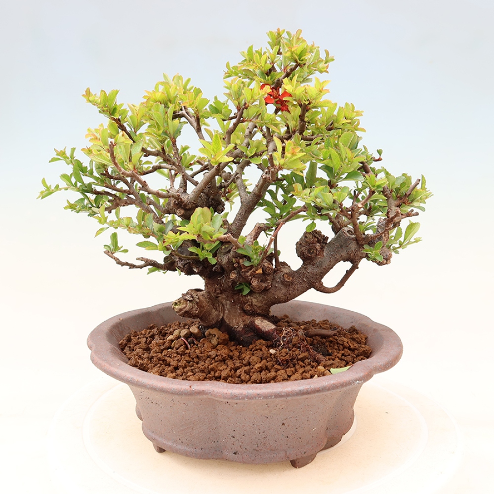 Outdoor bonsai - Chaneomeles speciosa Chojubai