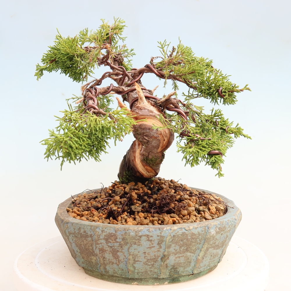 Outdoor Bonsai - Juniperus chinensis Itoigawa - Chinese Juniper