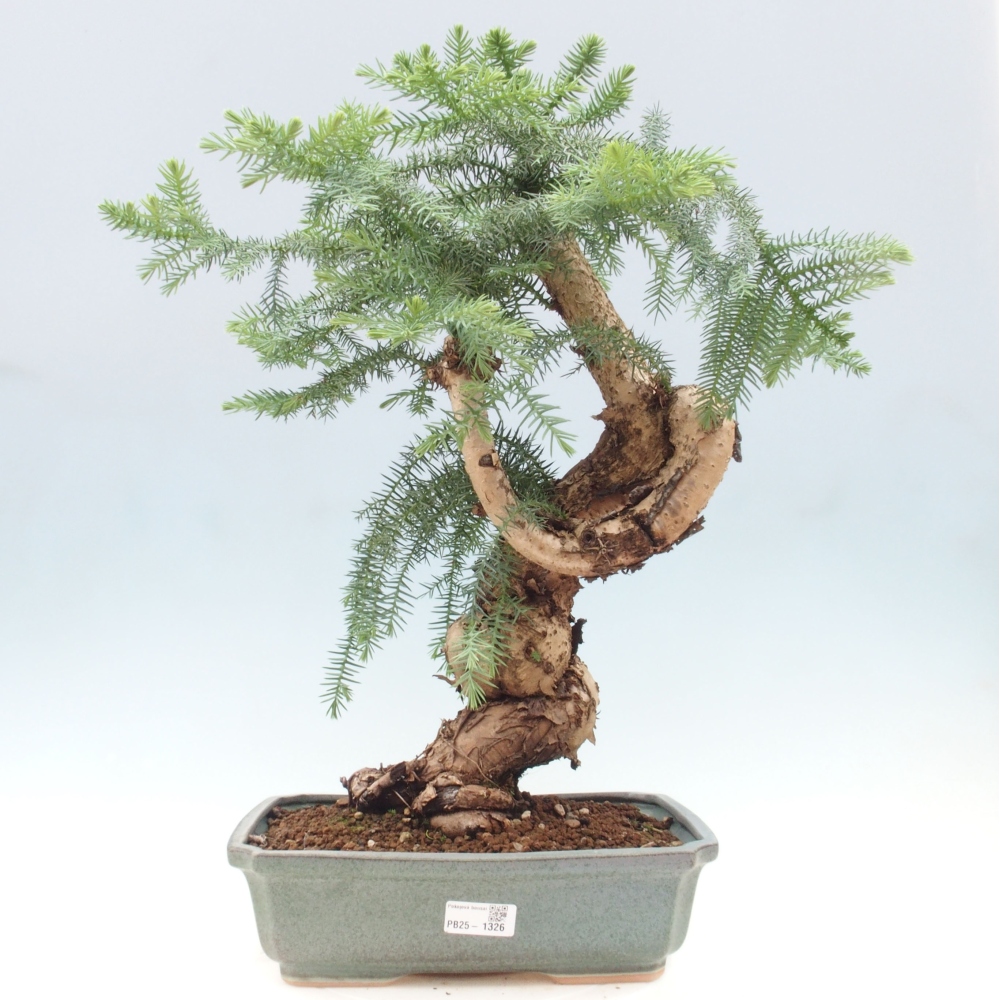 Room bonsai - Araukarie - room spruce