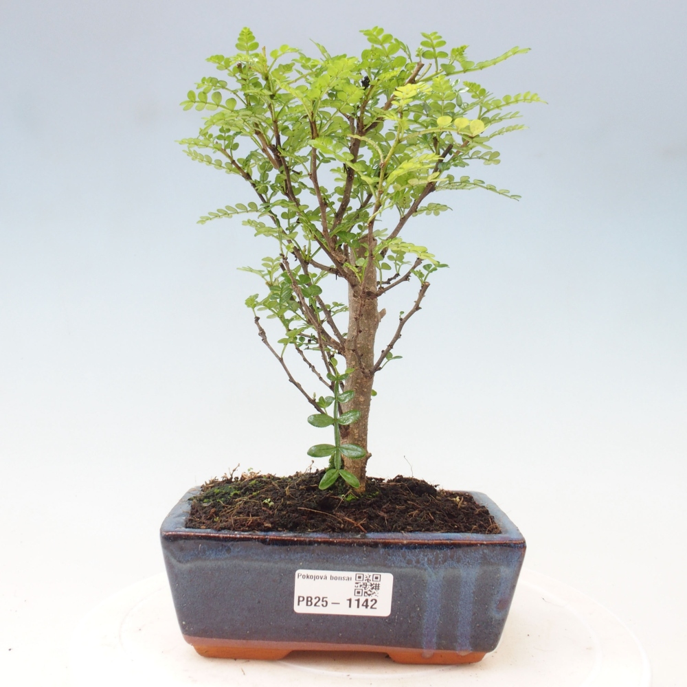 Indoor bonsai - Zantoxylum piperitum - Peppermint