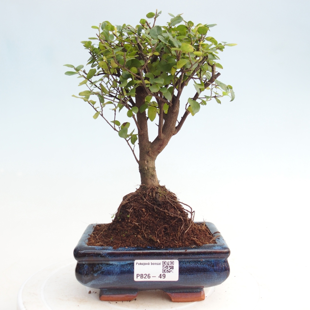 Room bonsai - Sageretia thea - Sageretia thea