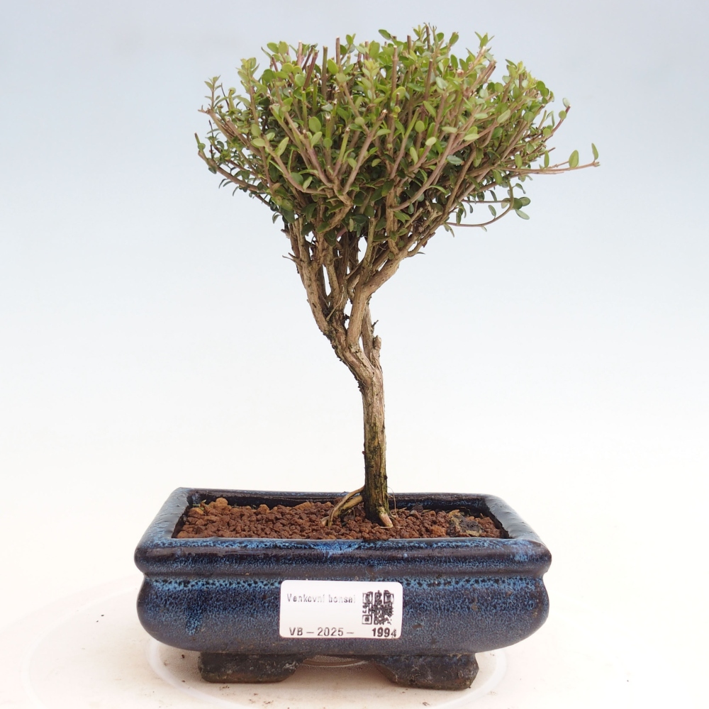 Outdoor bonsai-Lonicera nitida Twiggy -Honeysuckle