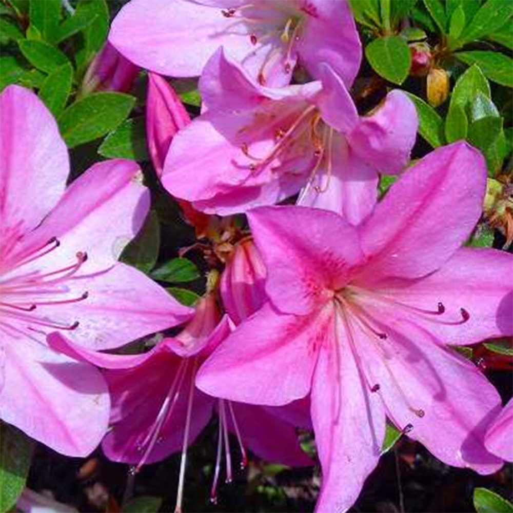 Outdoor bonsai - Japanese Azalea - Azalea Nasuno