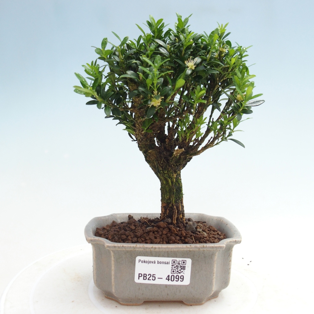 Room bonsai - Buxus harlandii - cork buxus
