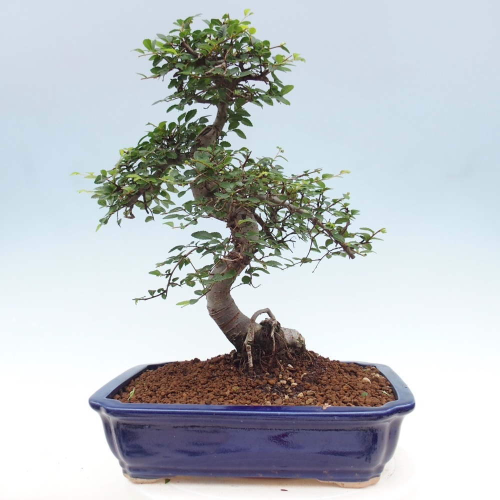 Indoor bonsai - Ulmus parvifolia - Small-leaved elm