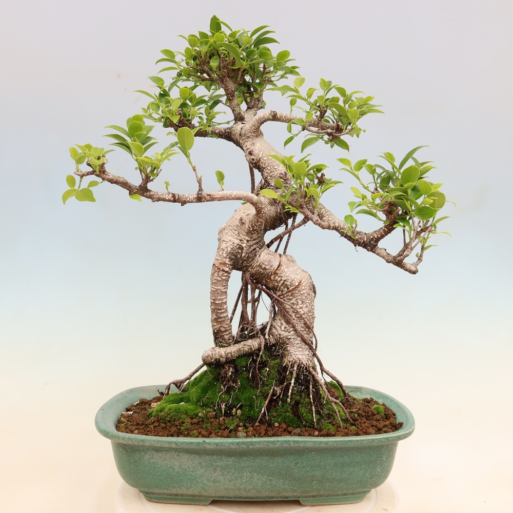 Room bonsai - Ficus kimmen - small-leaved ficus