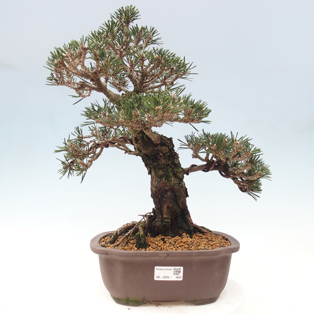 Outdoor bonsai - Pinus thunbergii Kotobuki - Thunberg pine