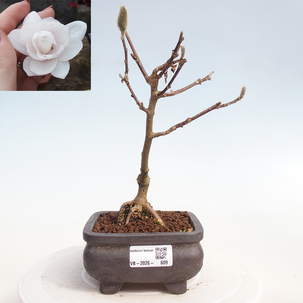 Outdoor bonsai - Magnolia stellata