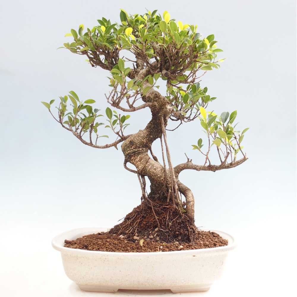 Room bonsai - Ficus kimmen - small-leaved ficus