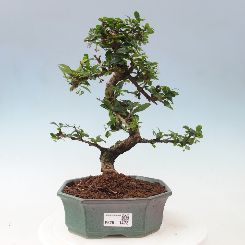 Indoor bonsai - Carmona macrophylla - Fuki tea