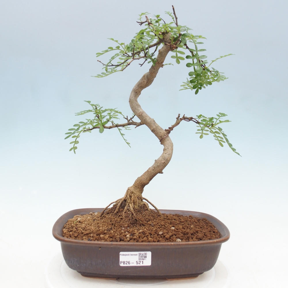 Room bonsai - Zantoxylum piperitum - pepper tree
