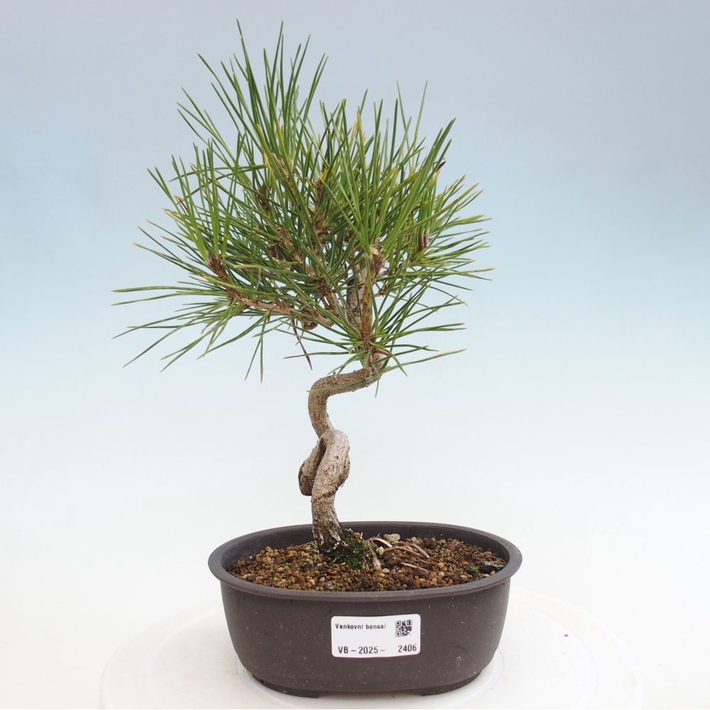 Outdoor bonsai - Pinus thunbergii - Thunbergia pine