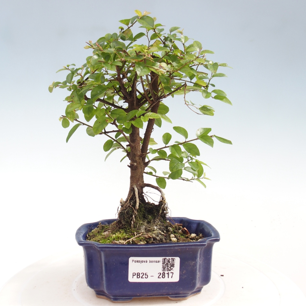 Indoor bonsai - Sagerécie thea - Sagerécie thea