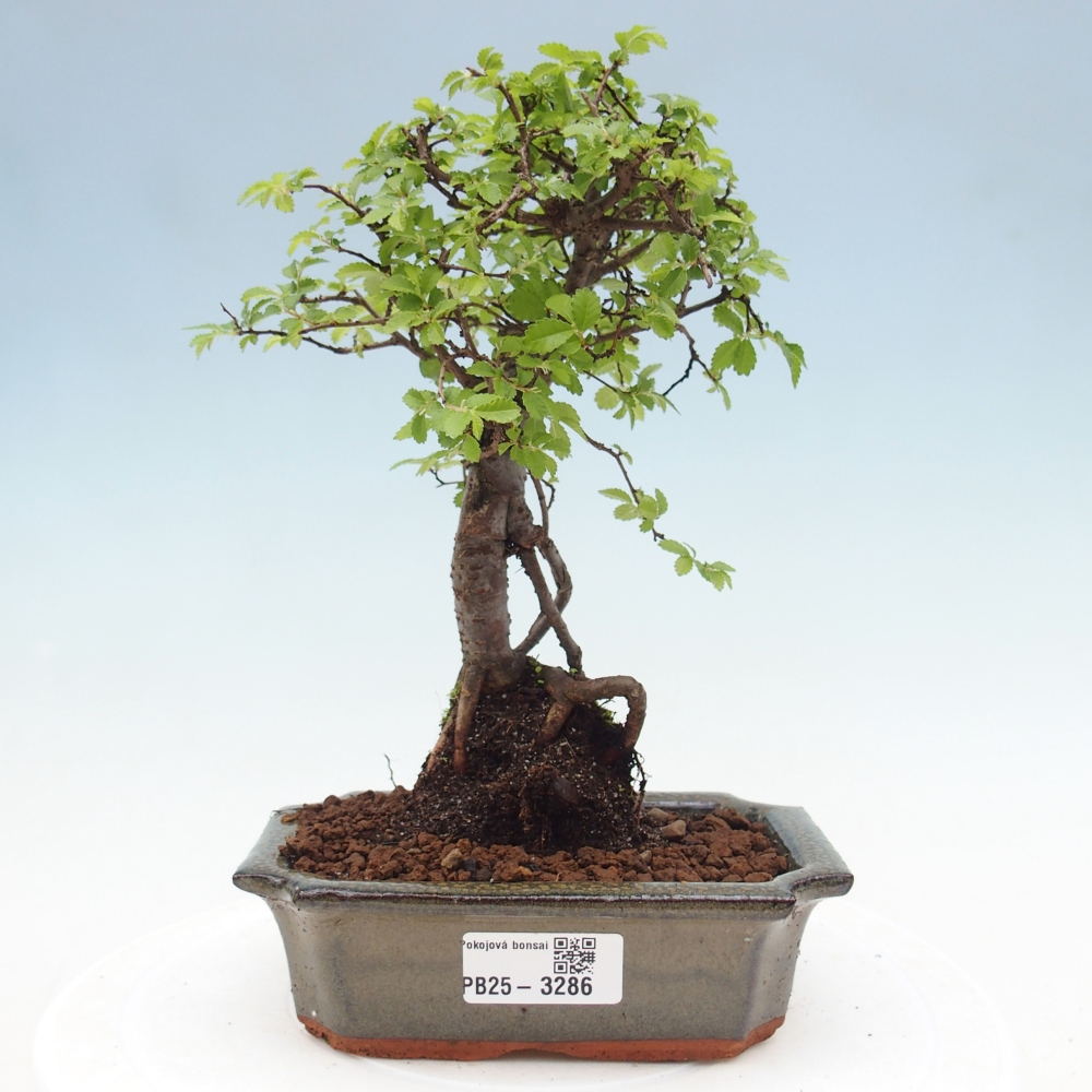 Room bonsai - Ulmus parvifolia - Small-leaved elm