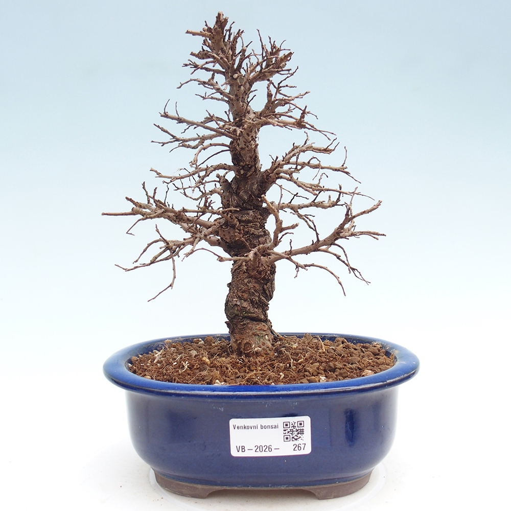 Outdoor bonsai - Zelkova - Zelkova NIRE