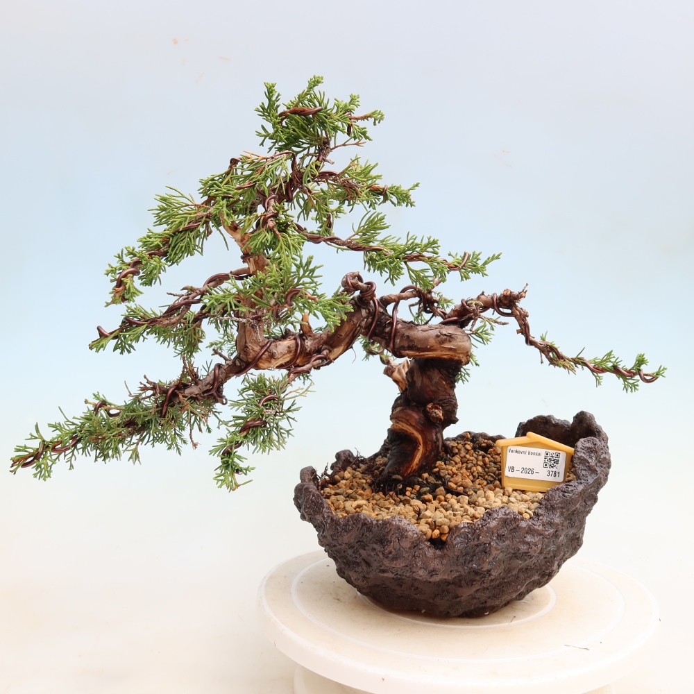 Outdoor Bonsai - Juniperus chinensis Itoigawa - Chinese Juniper